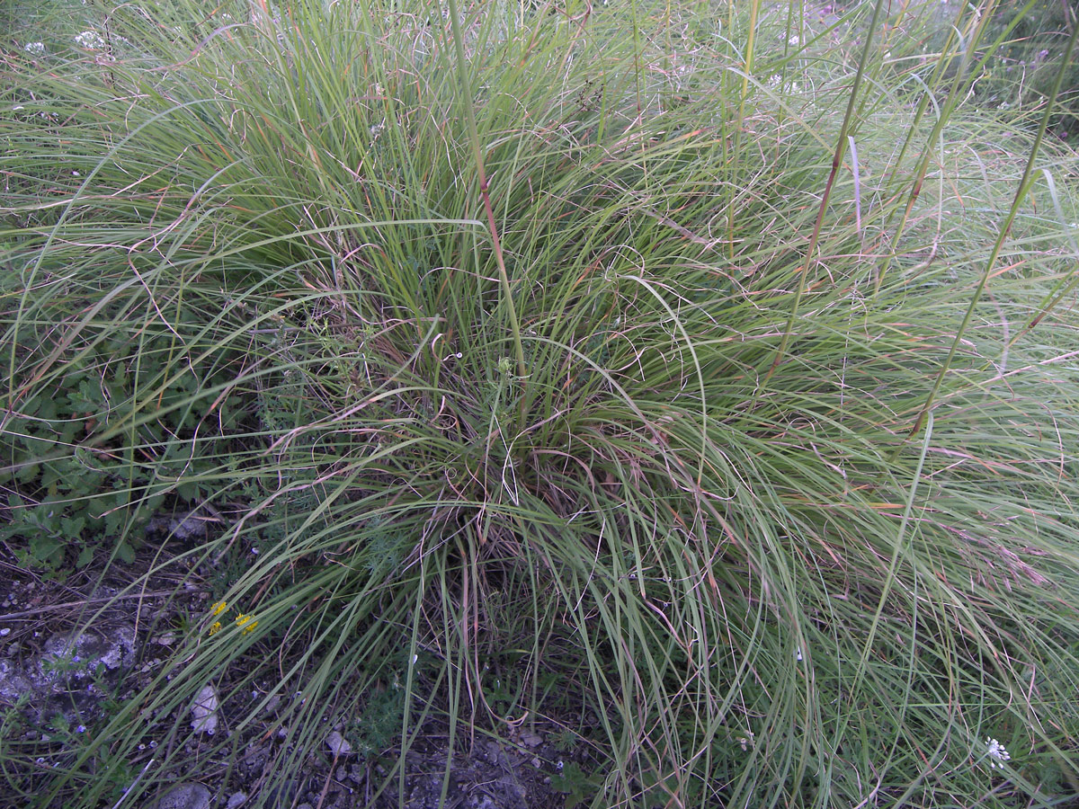 Image of Chrysopogon gryllus specimen.