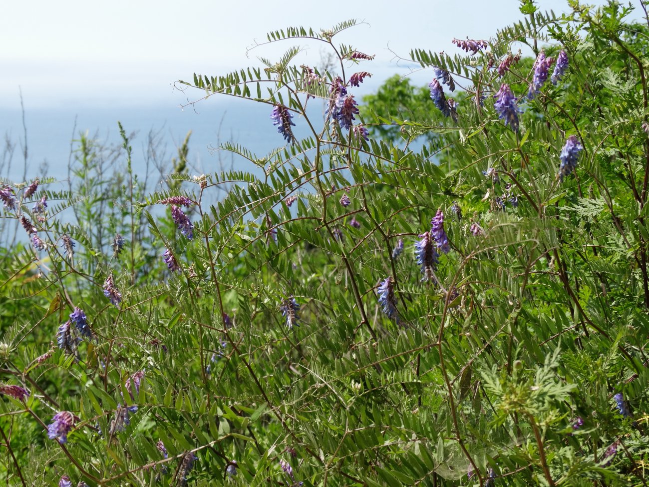 Image of Vicia cracca specimen.
