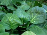 Bergenia crassifolia. Листья. Москва, филиал Ботсада МГУ \"Аптекарский огород\", центральный партер. 03.06.2014.