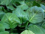 Bergenia crassifolia