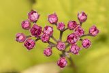 Spiraea japonica. Часть нераспустившегося соцветия. Саратов, Октябрьское ущелье, на клумбе. 02.07.2016.