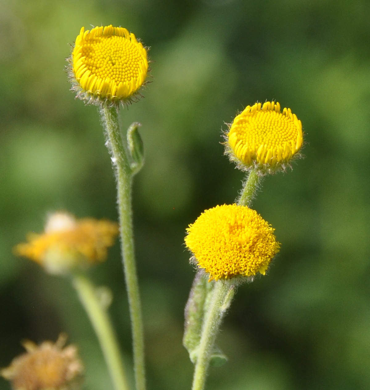 Image of Pulicaria odora specimen.