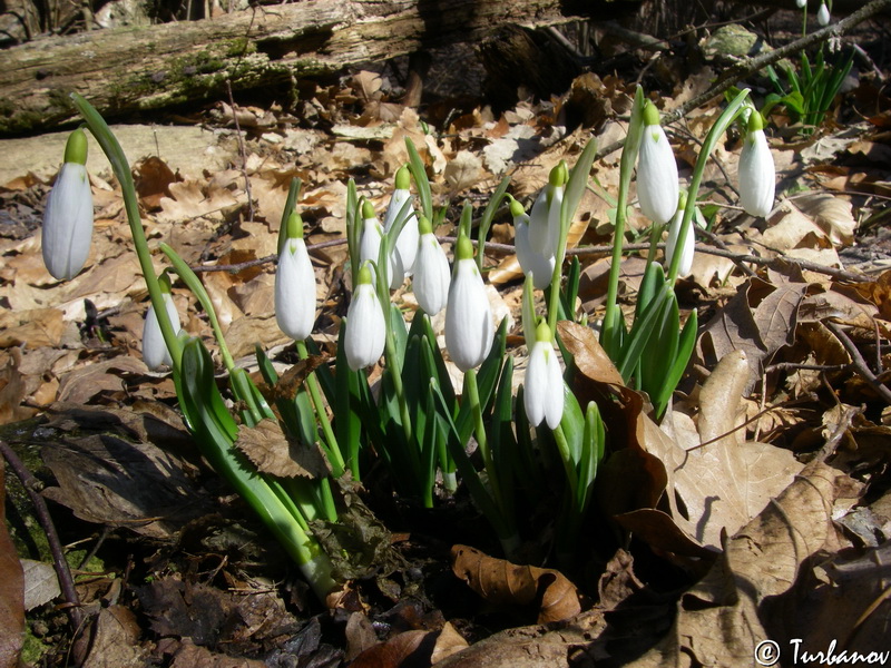 Image of Galanthus plicatus specimen.