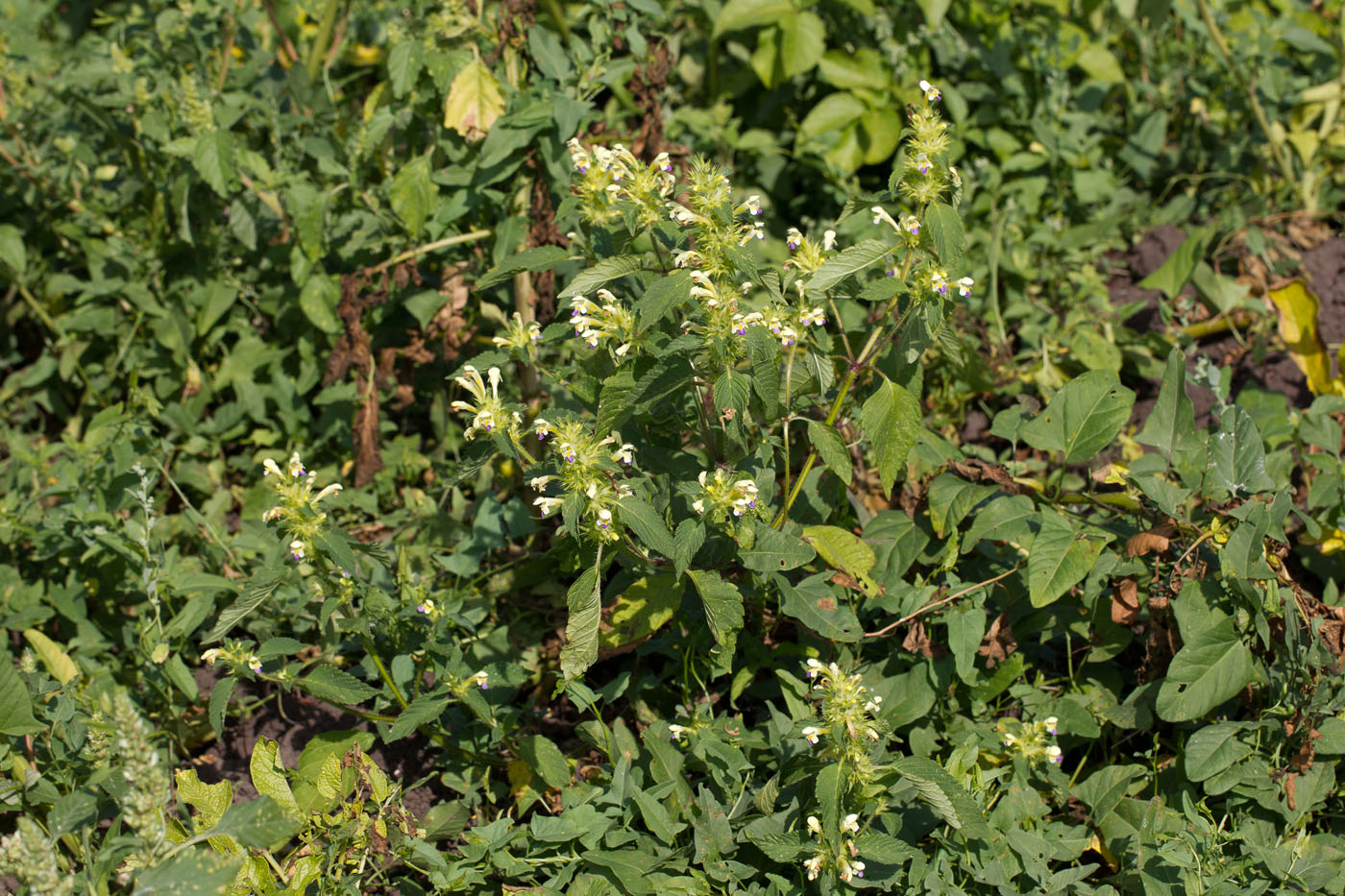 Изображение особи Galeopsis speciosa.