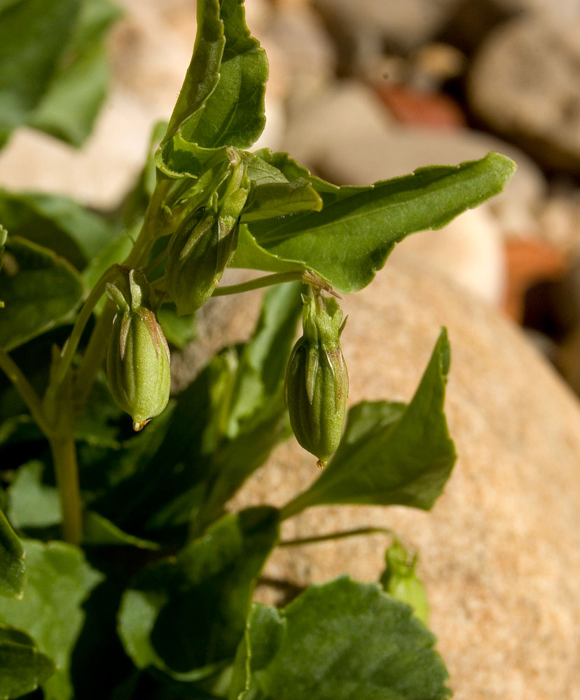 Image of genus Viola specimen.