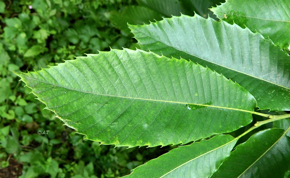 Image of Castanea sativa specimen.