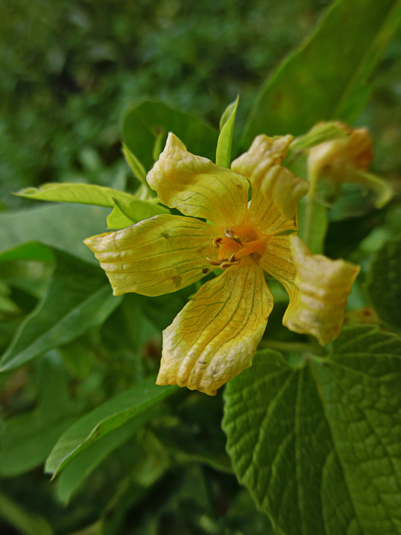 Изображение особи Thladiantha dubia.