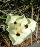 Dietes bicolor