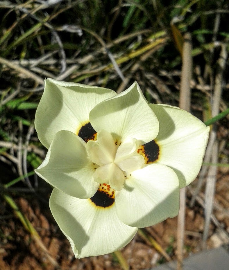 Изображение особи Dietes bicolor.