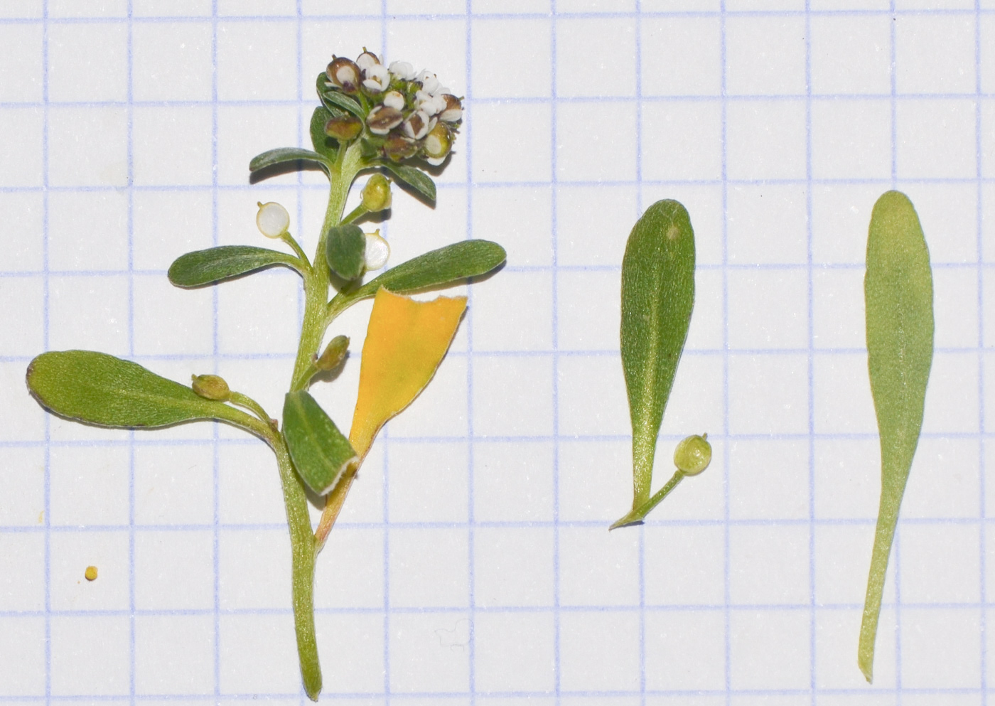 Image of Lobularia arabica specimen.