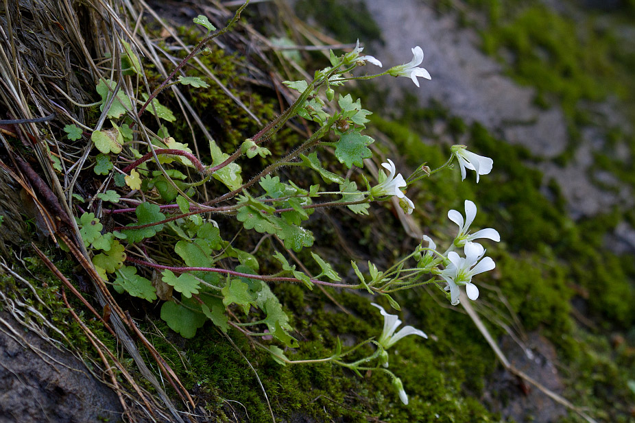 Image of Saxifraga sibirica specimen.