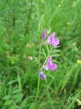 Vicia angustifolia