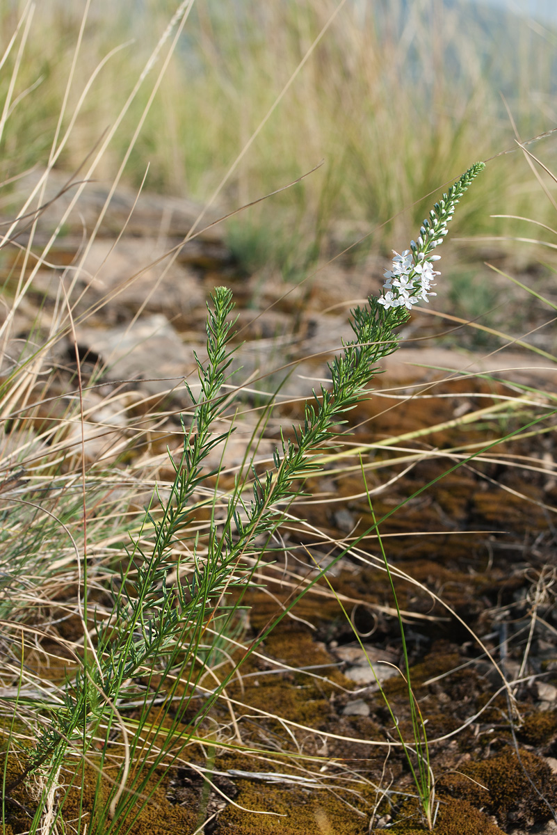 Image of Veronica pinnata specimen.