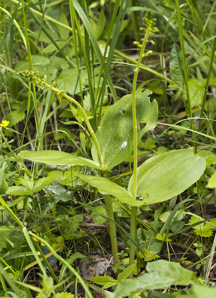 Изображение особи Listera ovata.