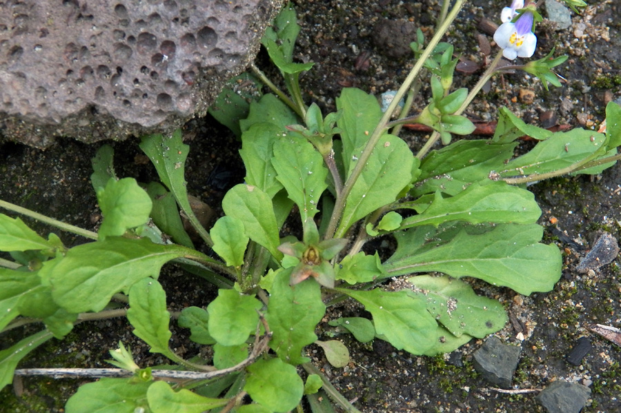 Image of Mazus pumilus specimen.