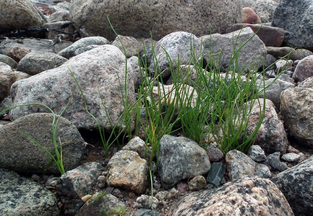 Изображение особи Allium schoenoprasum.