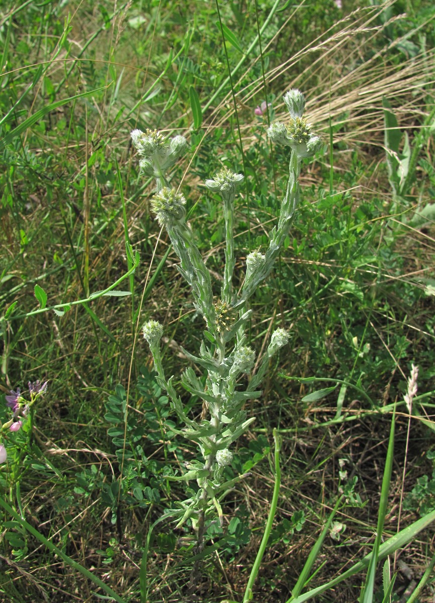 Image of Filago germanica specimen.