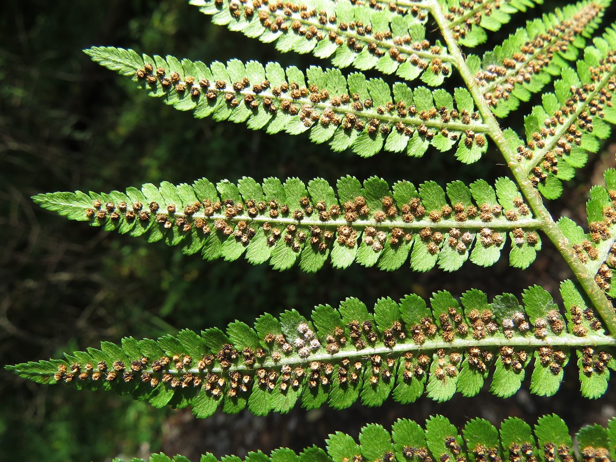 Image of Dryopteris filix-mas specimen.