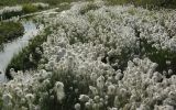 Eriophorum scheuchzeri