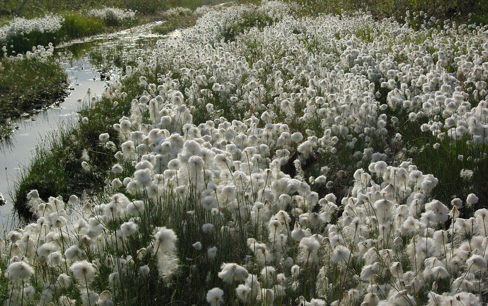 Изображение особи Eriophorum scheuchzeri.