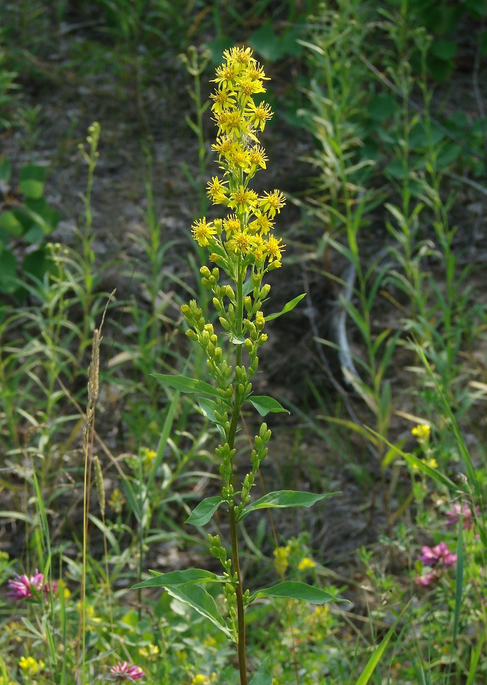 Изображение особи Solidago virgaurea ssp. dahurica.