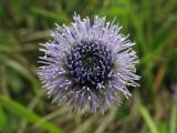 Globularia bisnagarica