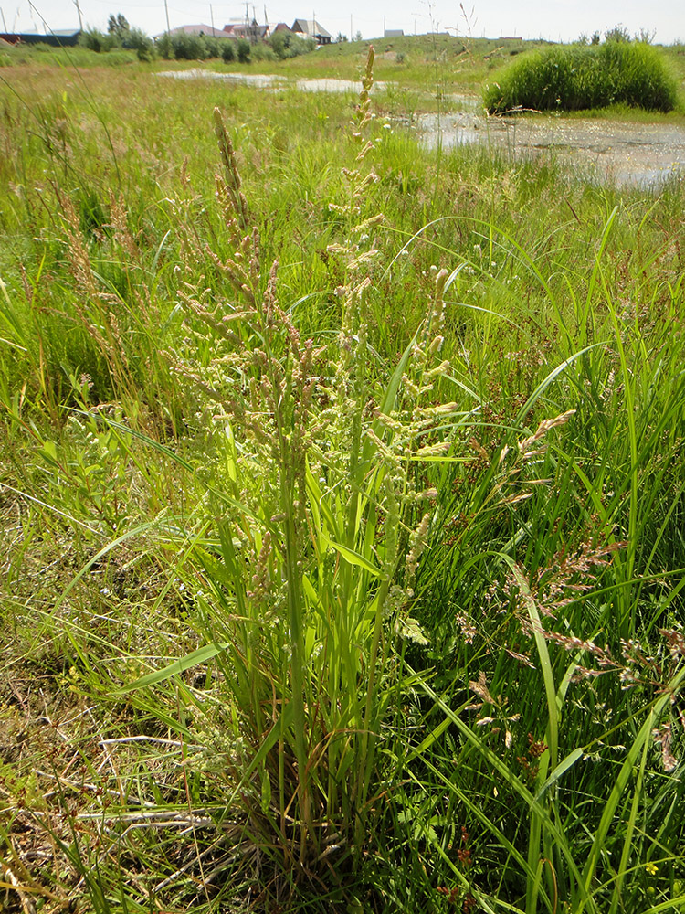 Изображение особи Beckmannia syzigachne.