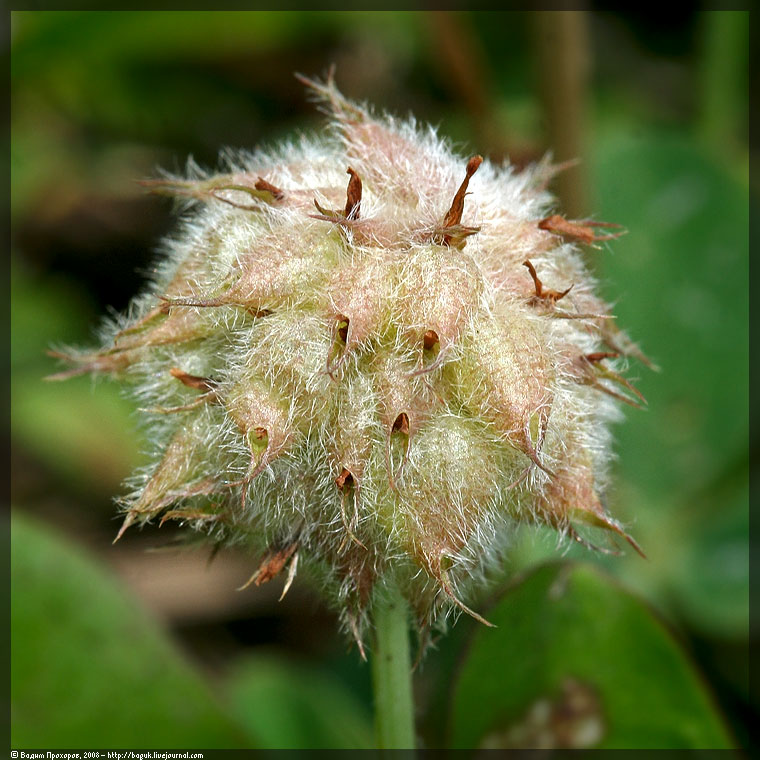 Изображение особи Trifolium fragiferum.