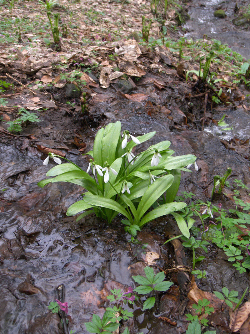 Изображение особи Galanthus panjutinii.