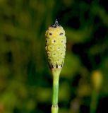 Equisetum ramosissimum