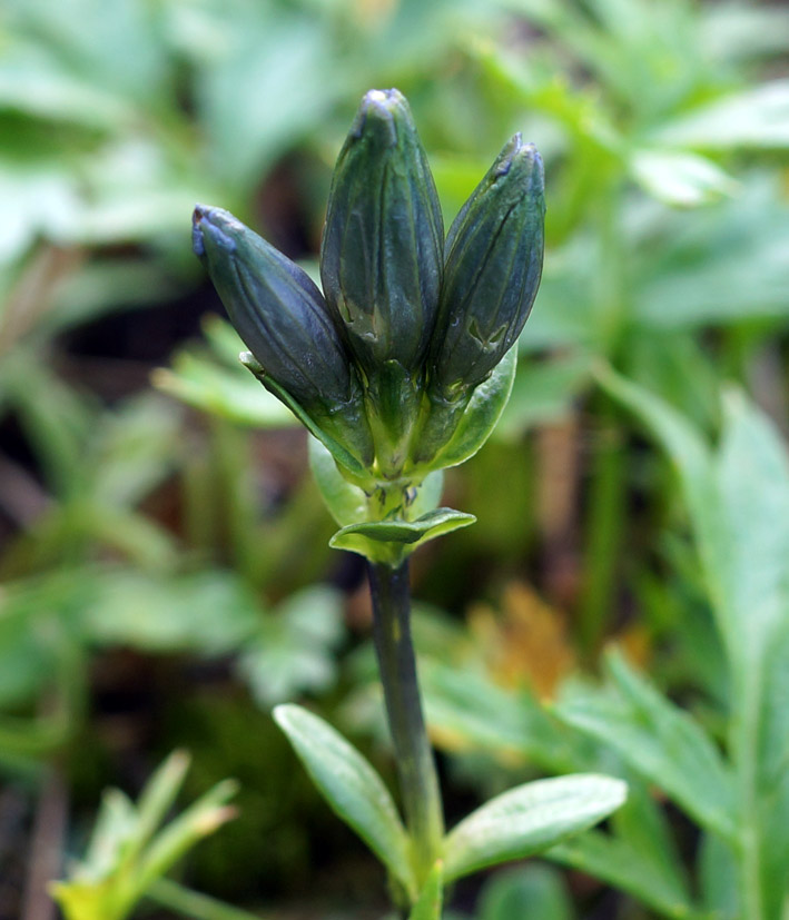 Изображение особи Gentiana glauca.