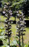 Acanthus mollis