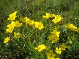 Linum flavum. Верхушки побегов с соцветиями. Пензенская обл., Лунинский р-н, окр. с. Белый Ключ, холм Чердак, луговая степь. 19 июня 2015 г.