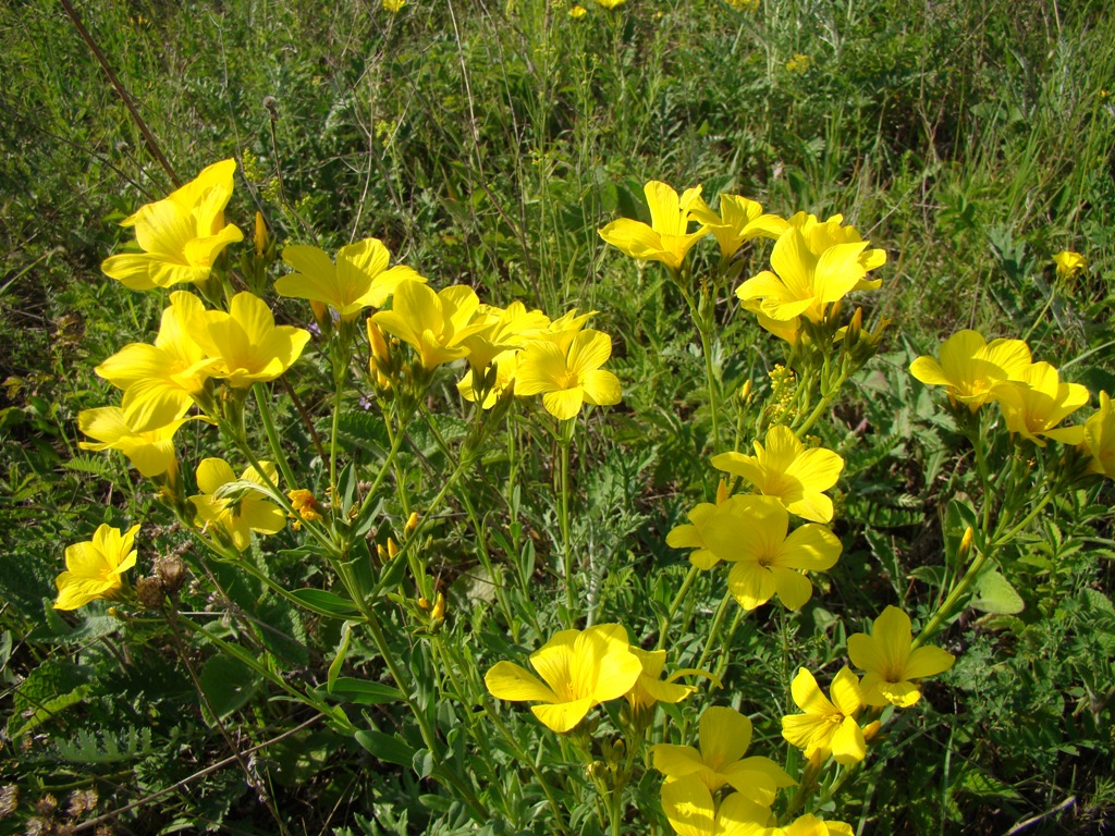Image of Linum flavum specimen.