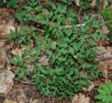 Peucedanum oreoselinum