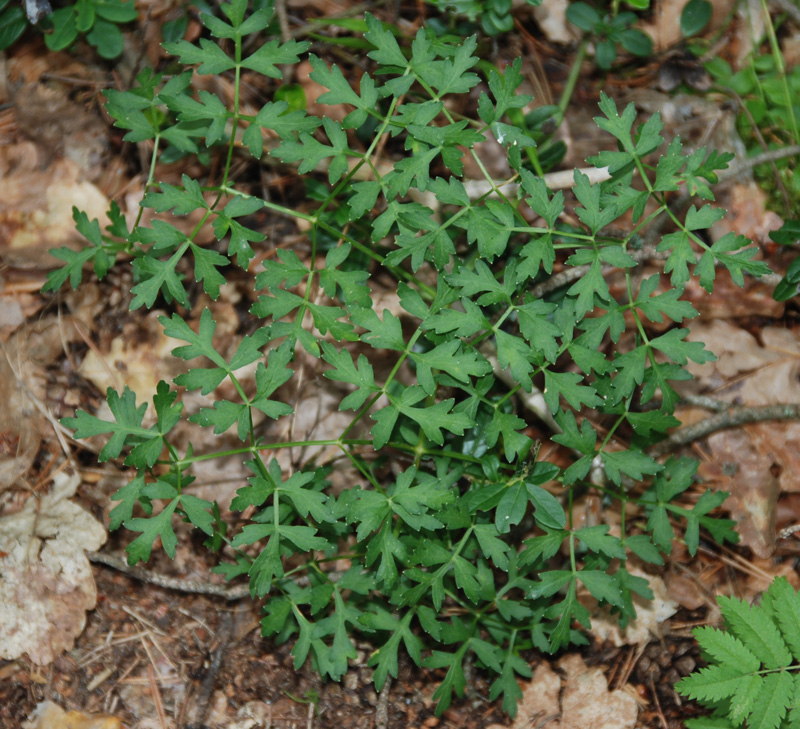 Изображение особи Peucedanum oreoselinum.