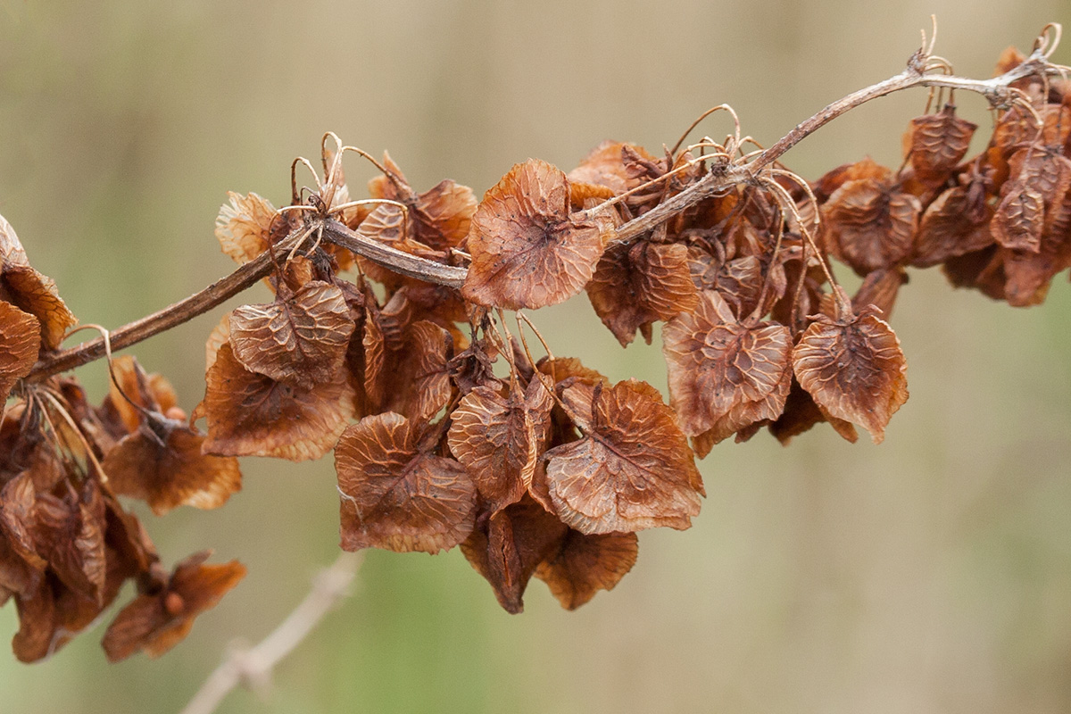 Image of Rumex confertus specimen.