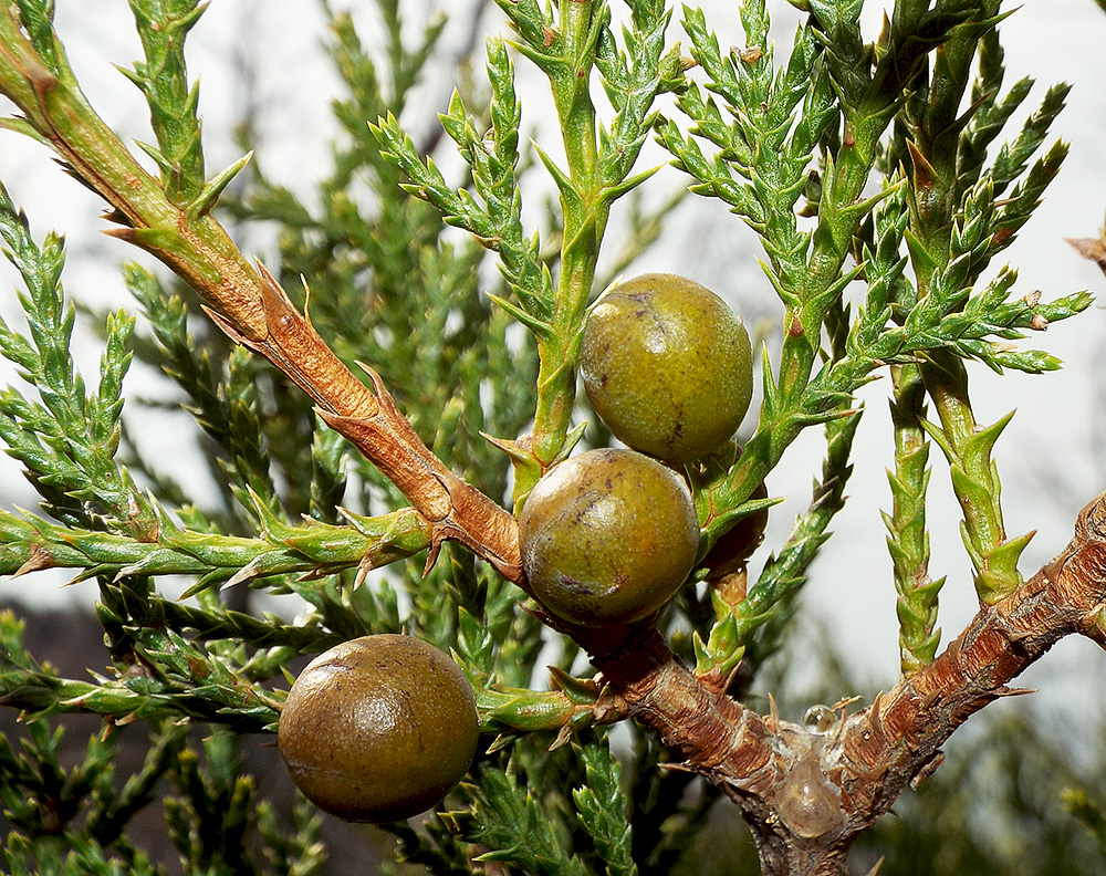 Изображение особи Juniperus foetidissima.