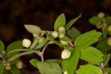 Isopyrum thalictroides