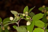 Isopyrum thalictroides. Верхушки расцветающих растений. Молдова, Кишинев, Ботанический сад АН Молдовы, участок букового леса. 19.03.2017.