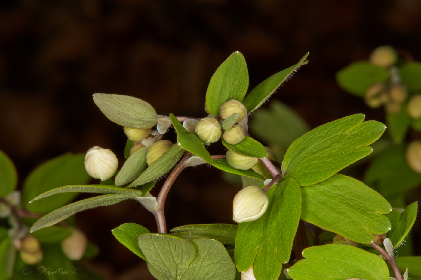 Изображение особи Isopyrum thalictroides.