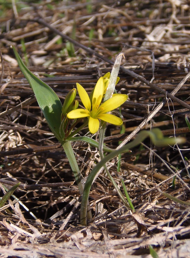 Image of genus Gagea specimen.