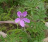 Erodium cicutarium. Цветок. Тверская обл., Весьегонск, пашня, сорное. 22 июня 2013 г.