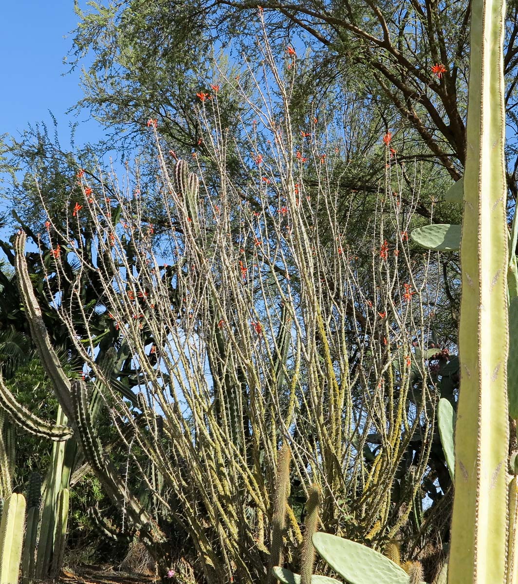 Image of Fouquieria diguetii specimen.