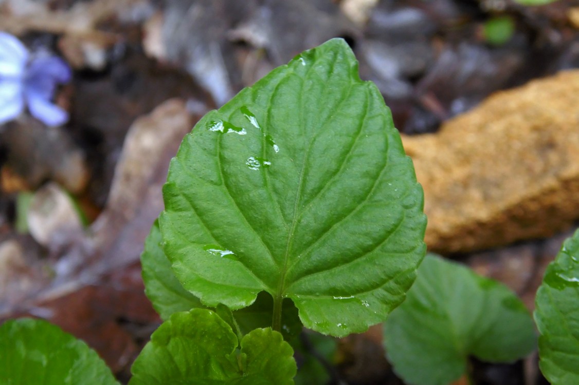 Image of Viola reichenbachiana specimen.