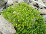 Honckenya subspecies major