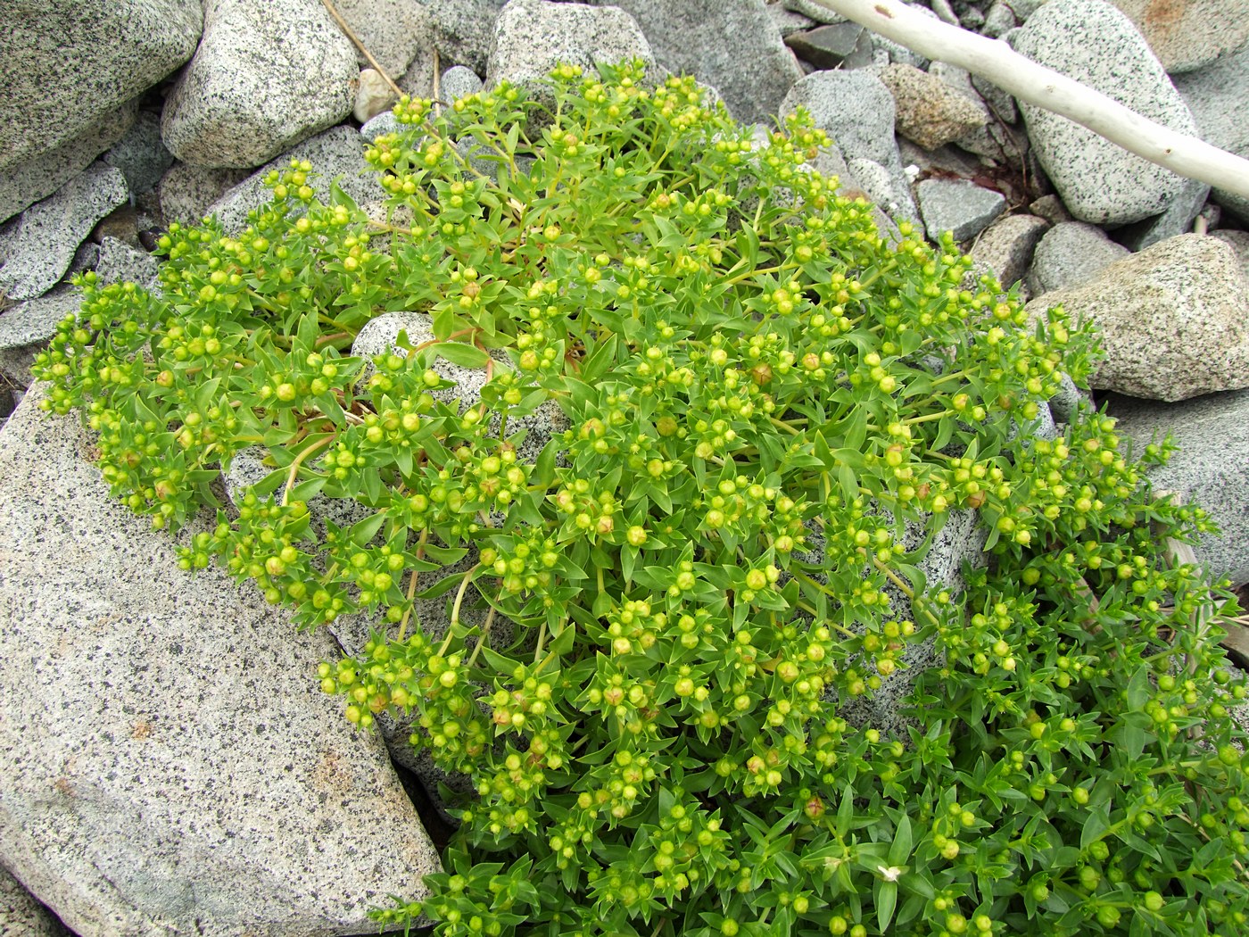 Image of Honckenya peploides ssp. major specimen.