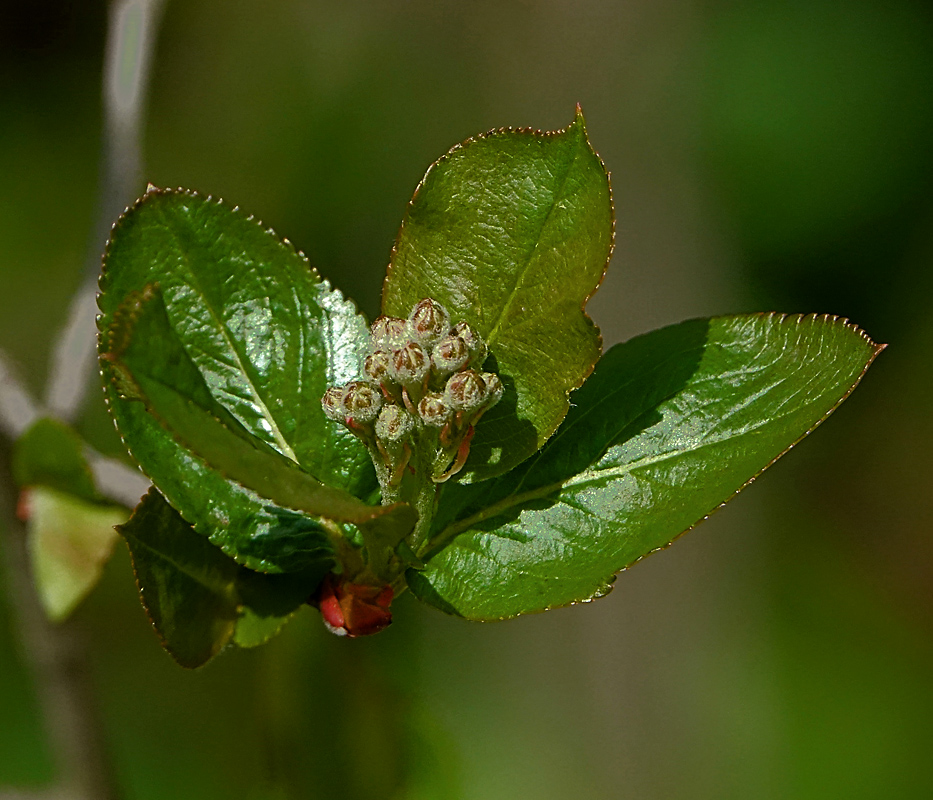 Image of &times; Sorbaronia mitschurinii specimen.