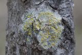 Lecanora symmicta