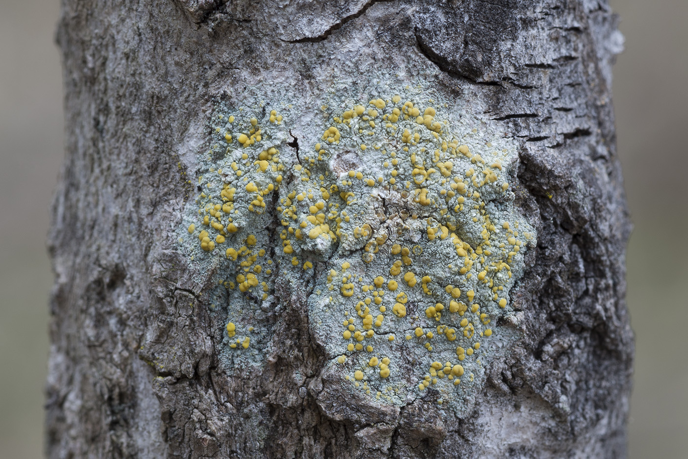 Изображение особи Lecanora symmicta.